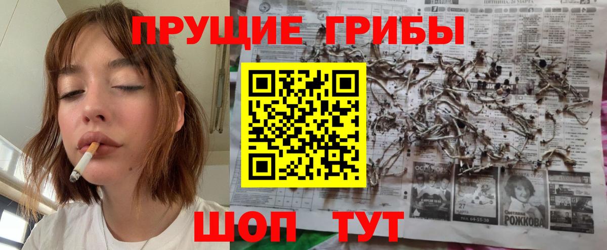 Галлюциногенные грибы Psilocybine cubensis Удомля